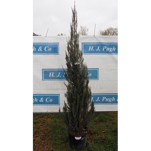 249 - Juniper Blue Arrow 7ft - 1