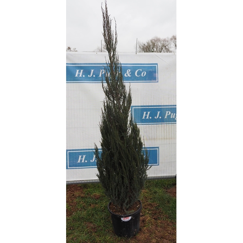 250 - Juniper Blue Arrow 7ft - 1