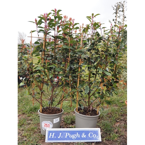 251 - Photinia Carre Rouge on Frame - 2