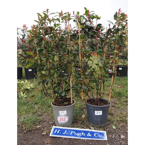 252 - Photinia Carre Rouge on Frame - 2