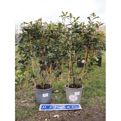 253 - Photinia Carre Rouge on Frame - 2