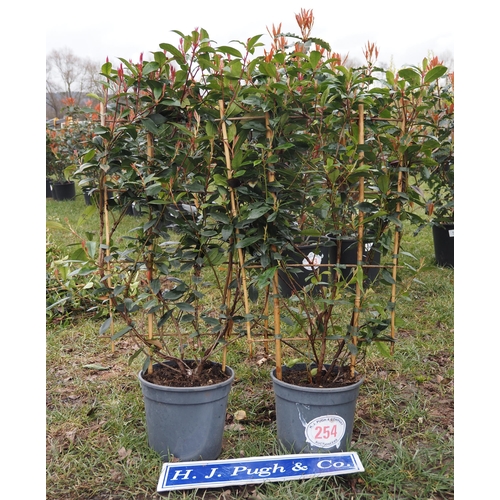 254 - Photinia Carre Rouge on Frame - 2