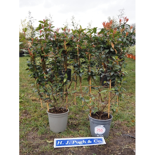 255 - Photinia Carre Rouge on Frame - 2