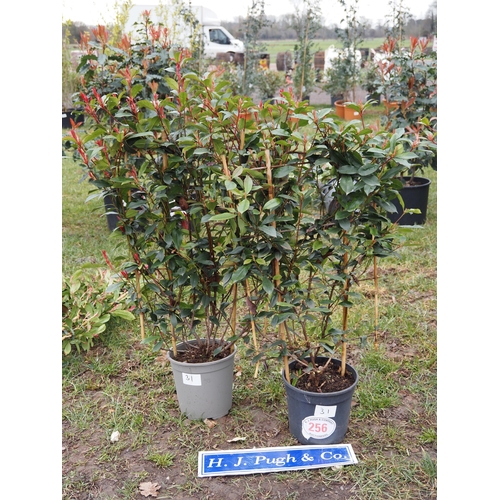 256 - Photinia Carre Rouge on Frame - 2