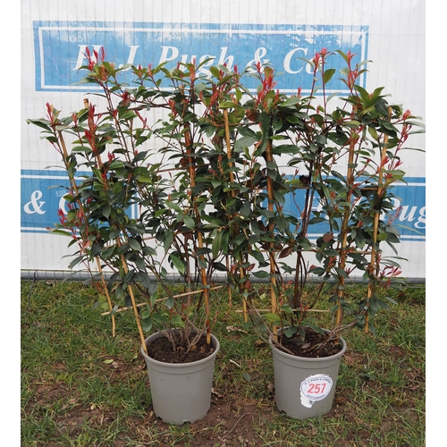 257 - Photinia Carre Rouge on Frame - 2