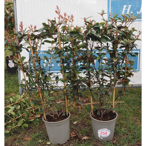 258 - Photinia Carre Rouge on Frame - 2