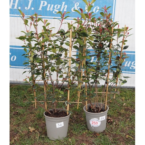 259 - Photinia Carre Rouge on Frame - 2