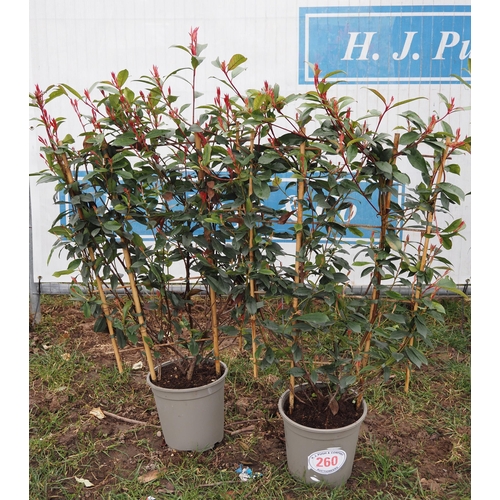 260 - Photinia Carre Rouge on Frame - 2