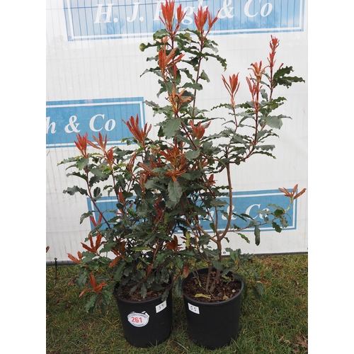 261 - Photinia Crunchy - 2