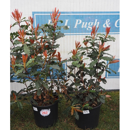 262 - Photinia Crunchy - 2