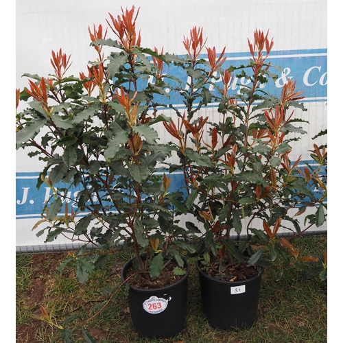 263 - Photinia Crunchy - 2