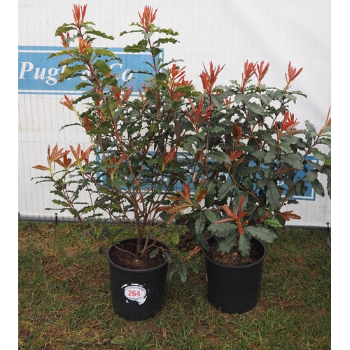 264 - Photinia Crunchy - 2