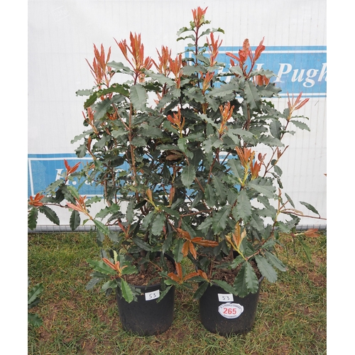 265 - Photinia Crunchy - 2