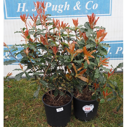 266 - Photinia Crunchy - 2