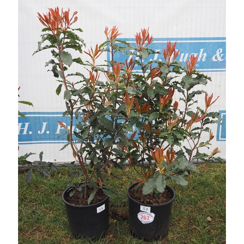 267 - Photinia Crunchy - 2