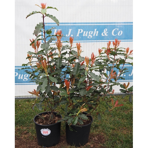 268 - Photinia Crunchy - 2