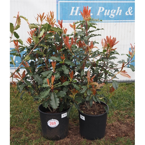 269 - Photinia Crunchy - 2