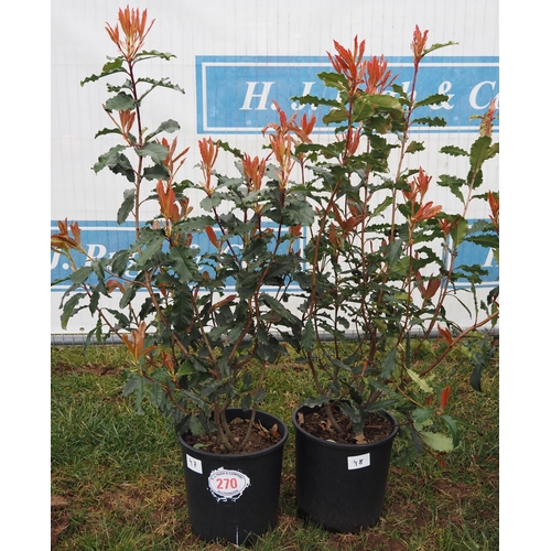 270 - Photinia Crunchy - 2