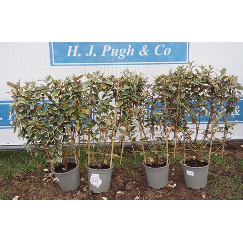 271 - Elaeagnus on frame - 4