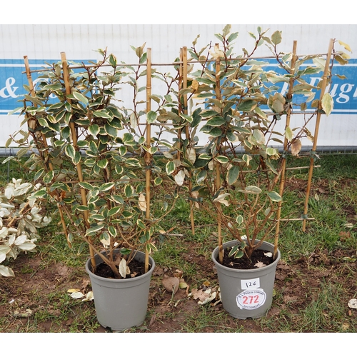 272 - Elaeagnus on frame - 2