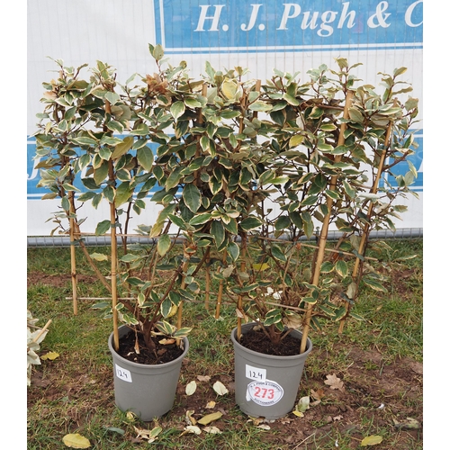 273 - Elaeagnus on frame - 2