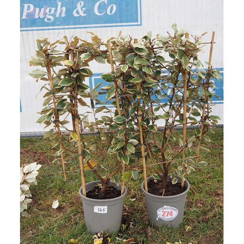 274 - Elaeagnus on frame - 2