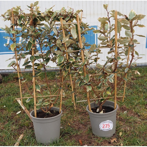 275 - Elaeagnus on frame - 2