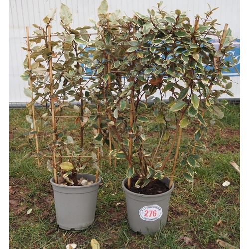 276 - Elaeagnus on frame - 2