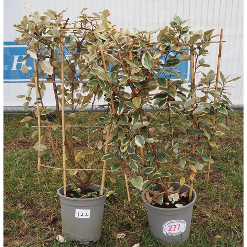 277 - Elaeagnus on frame - 2