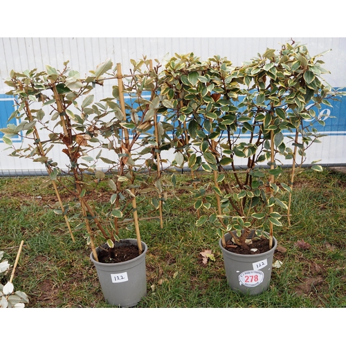 278 - Elaeagnus on frame - 2