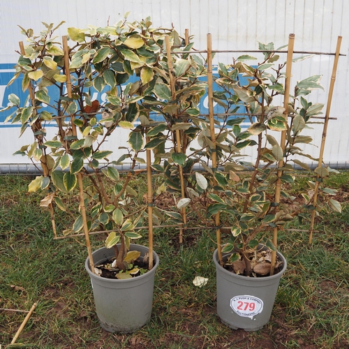 279 - Elaeagnus on frame - 2