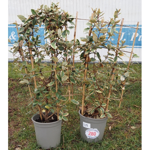 280 - Elaeagnus on frame - 2