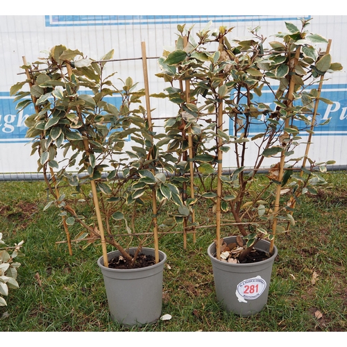 281 - Elaeagnus on frame - 2