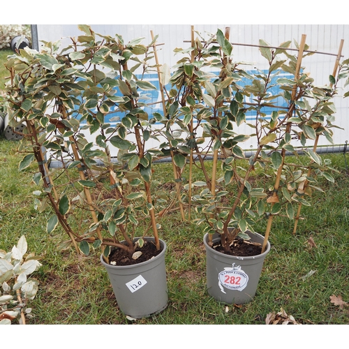 282 - Elaeagnus on frame - 2