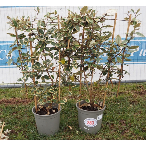 283 - Elaeagnus on frame - 2