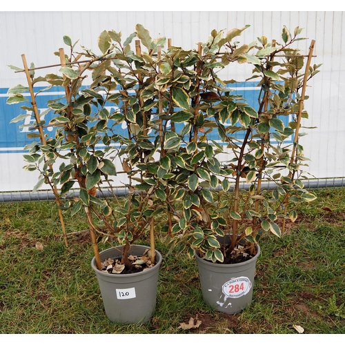 284 - Elaeagnus on frame - 2