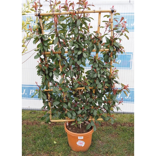 288 - Photinia Red Robin on large frame - 1