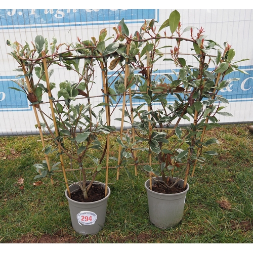 294 - Photinia Louise on frame - 2