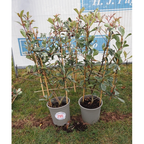 295 - Photinia Louise on frame - 2