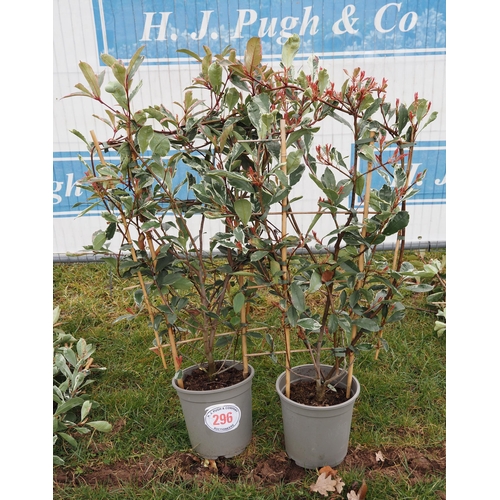 296 - Photinia Louise on frame - 2