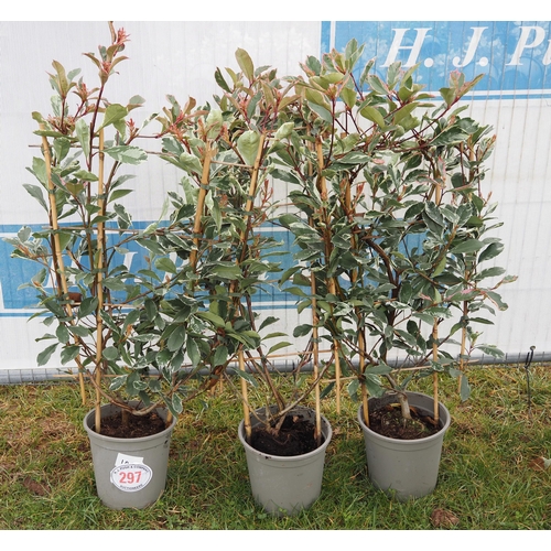 297 - Photinia Louise on frame - 2