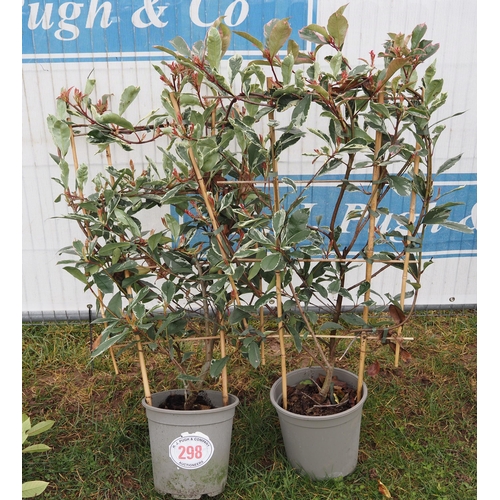 298 - Photinia Louise on frame - 2