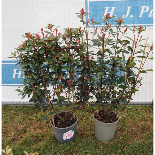 299 - Photinia Louise on frame - 2