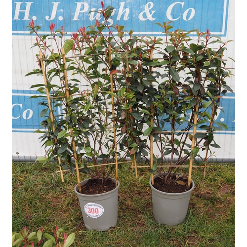 300 - Photinia Louise on frame - 2