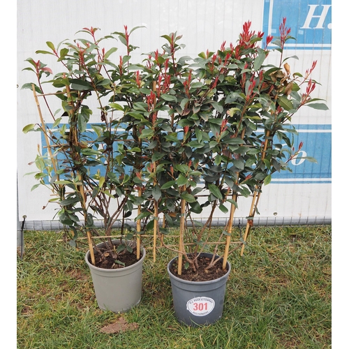 301 - Photinia Louise on frame - 2