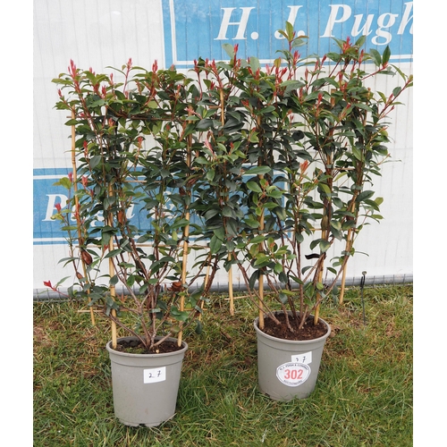 302 - Photinia Louise on frame - 2