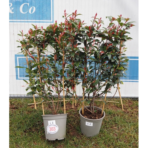 303 - Photinia Carre Rouge on frame - 2