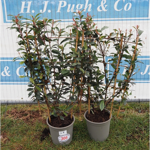 304 - Photinia Carre Rouge on frame - 2