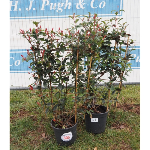 305 - Photinia Carre Rouge on frame - 2