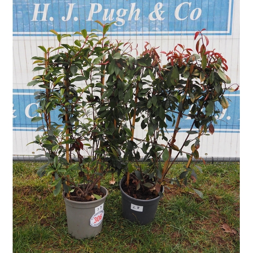 306 - Photinia Carre Rouge on frame - 2